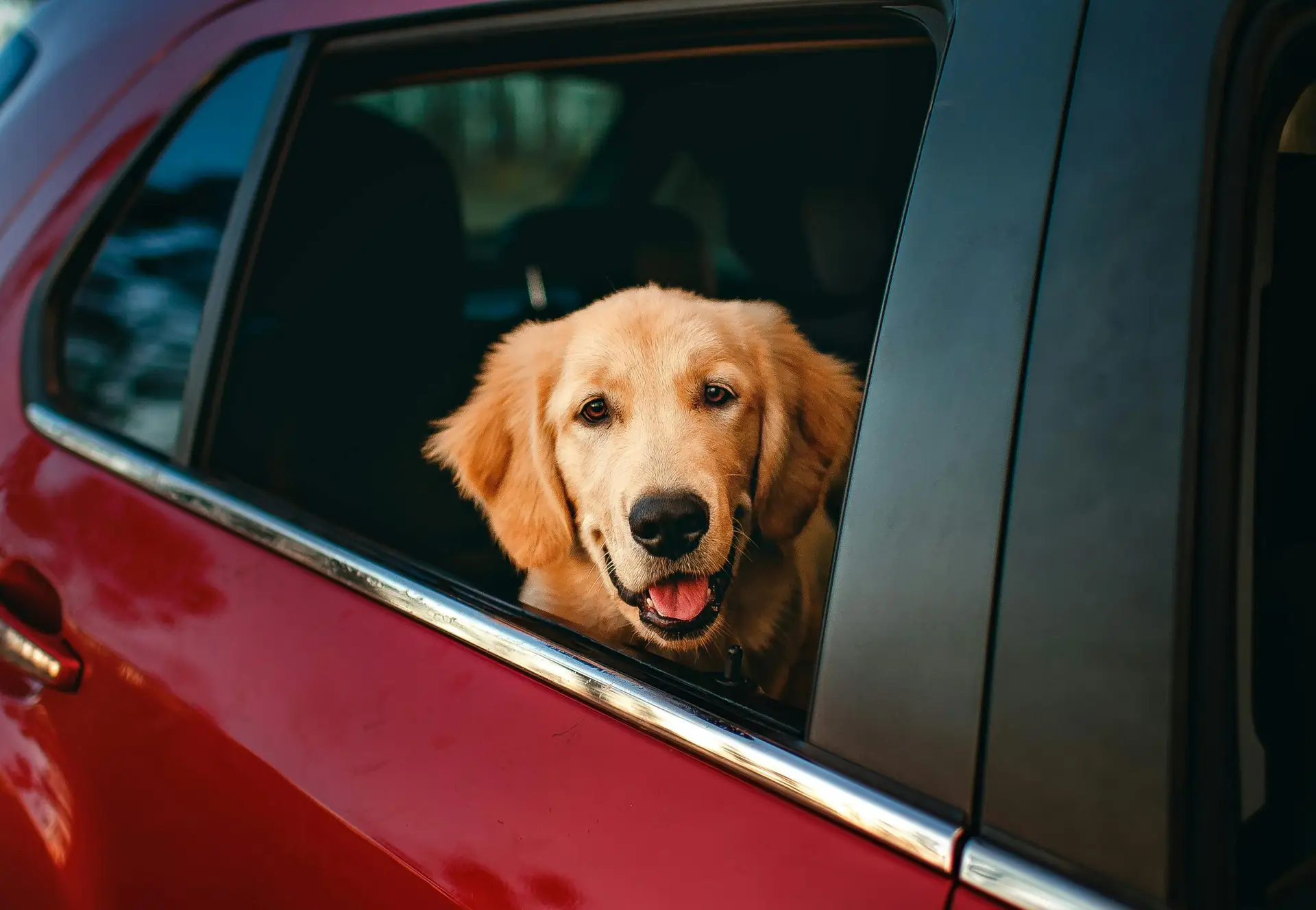 İzmir Korsan Taksi Pet Transfer Hizmeti